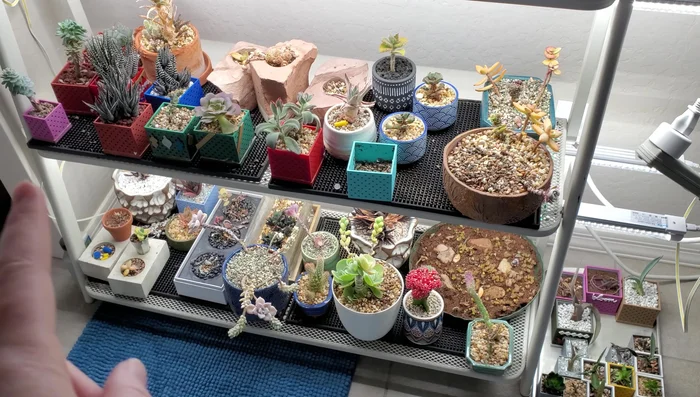 Clean up any remaining debris and leaves from around the plant stand and the floor.