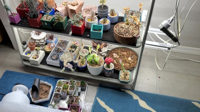 Clear the area around the plant stand. Shimmy the plant stand forward to access the space behind it.