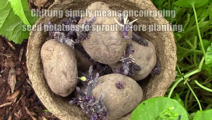 Chit seed potatoes (optional but recommended): Place seed potatoes on a windowsill in an egg carton until sprouts are about 3/4 inch long.