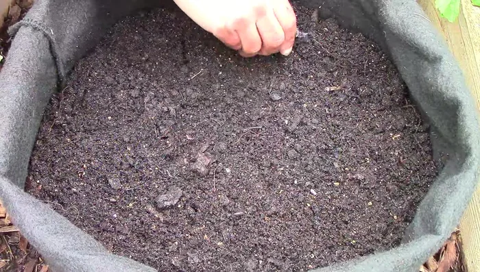 Plant potatoes in containers: Add 4 inches of potting mix to the bottom of the container. Place seed potatoes (cut larger ones into smaller pieces with at least two eyes each) about 8 inches apart, eyes facing up. Cover with a couple more inches of potting mix.