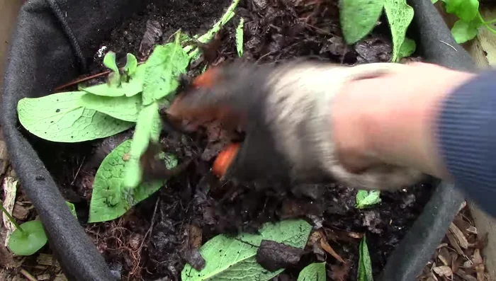 Mulch: Cover the potatoes with a few inches of mulch (autumn leaves and comfrey used in the video).