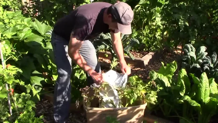 Harvest: Begin harvesting new potatoes a couple of weeks after flowering. Harvest the entire bag when plants have mostly died back.