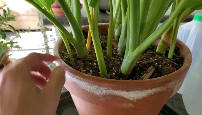 Remove any yellowing or dead leaves by carefully pulling or snipping them off.