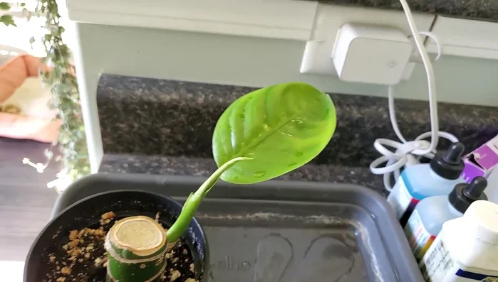 Inspect your plants for spider mites. Look for tiny webs, especially on the undersides of leaves. Use a flashlight to illuminate the webs more easily.