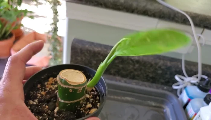 Gently rinse the leaves thoroughly, both top and bottom, using a strong stream of water from your hose or faucet. The goal is to blast the mites off the plant.