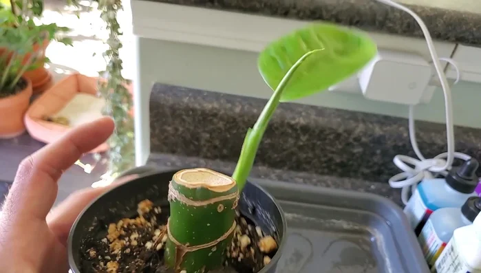 Gently rinse the leaves thoroughly, both top and bottom, using a strong stream of water from your hose or faucet. The goal is to blast the mites off the plant.