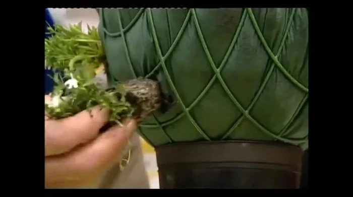 Firm the compost around the plants.