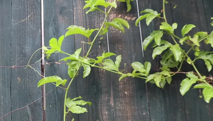 Wrap hardware wire around the screws to create a trellis.