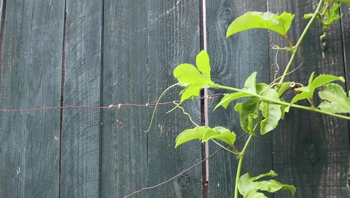 Wrap hardware wire around the screws to create a trellis.