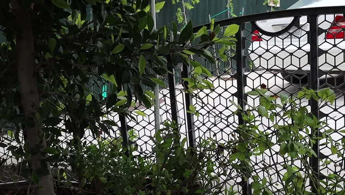 Stake old baby gates into the ground for vertical support.