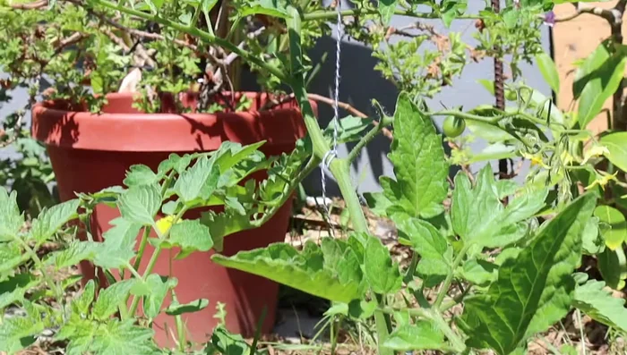Hang string from the top bar and train tomato vines up the string.