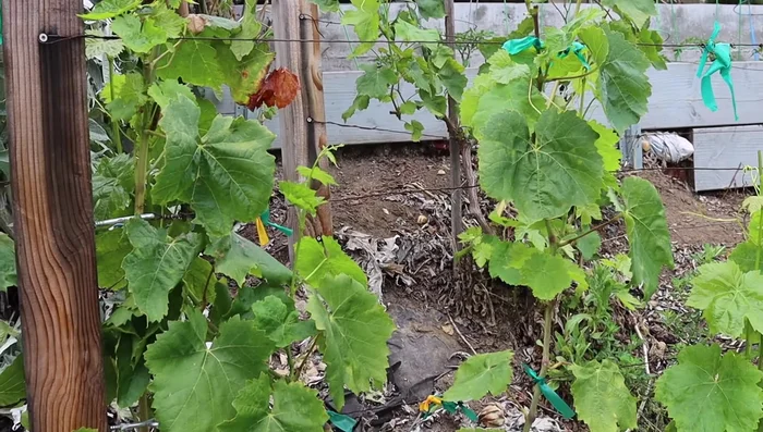 Screw eye hooks into the 4x4 posts.