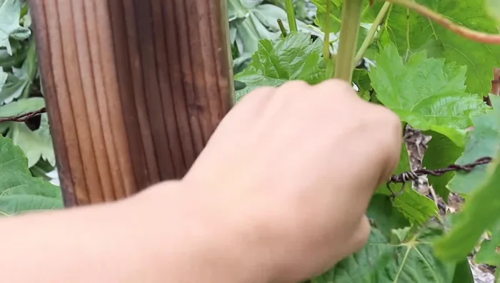 Wrap metal wire through the eye hooks to create a trellis system.