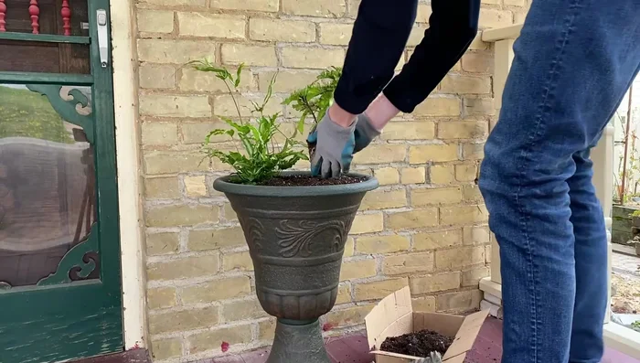 Add a Red Begonia for contrast.