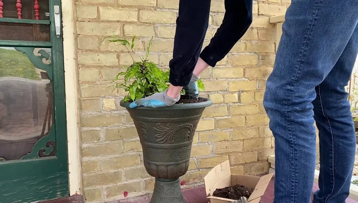 Add a Red Begonia for contrast.