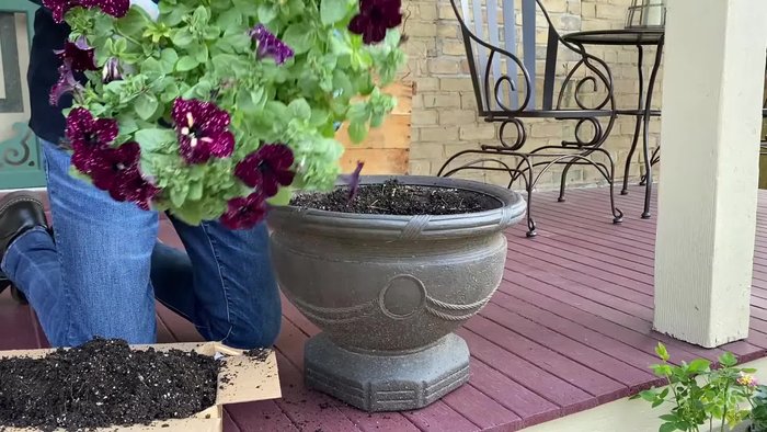 Add a Starry Sky Burgundy Petunia and add a little potting soil around it.