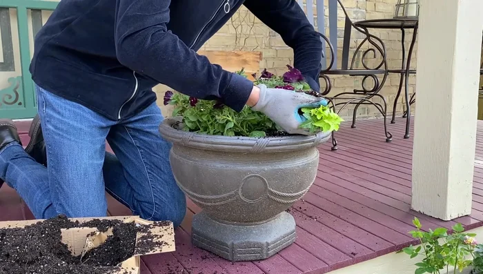 Add Yellow Ripple English Ivies.