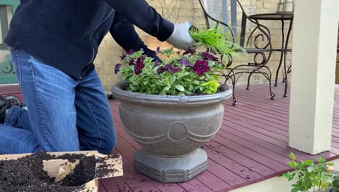 Add Euphorbia in the front for texture.