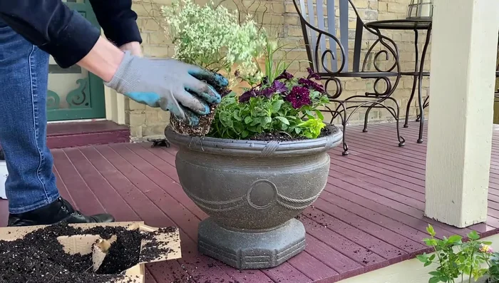 Add Euphorbia in the front for texture.