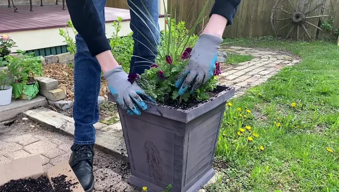 Add a Burgundy Velour Wave Petunia in the front.