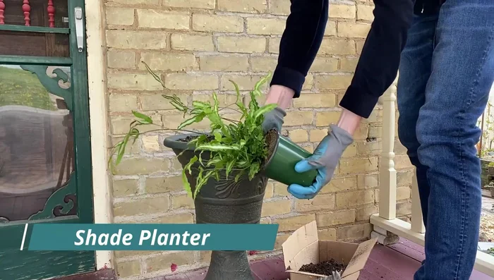 Add a Red Begonia for contrast.