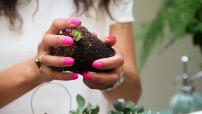 When about halfway filled, add more compost around the plants for easier filling and better support.