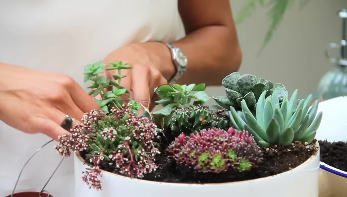 When about halfway filled, add more compost around the plants for easier filling and better support.