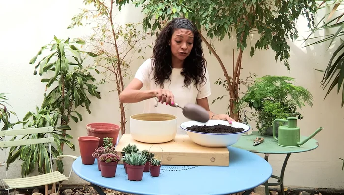 Fill the bowl about halfway with cactus and succulent compost. This type of compost is crucial for drainage.