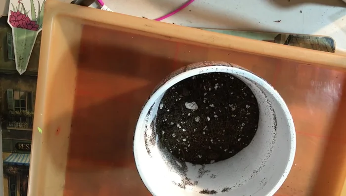 Prepare potting mix (70% potting mix, 20% perlite, 10% pumice)