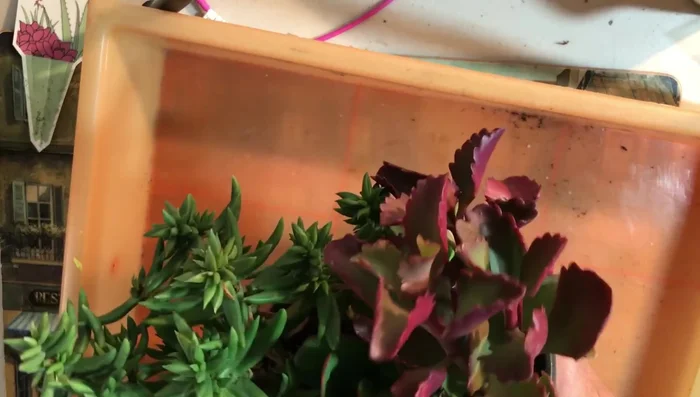 Plant succulents in the new pot with the prepared mix