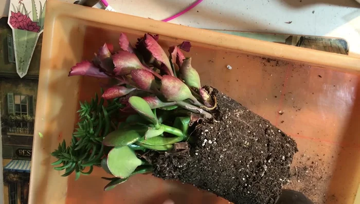 Dunk succulents in hydrogen peroxide water to clean and hydrate