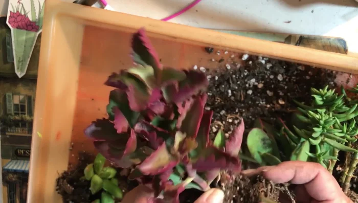 Dunk succulents in hydrogen peroxide water to clean and hydrate