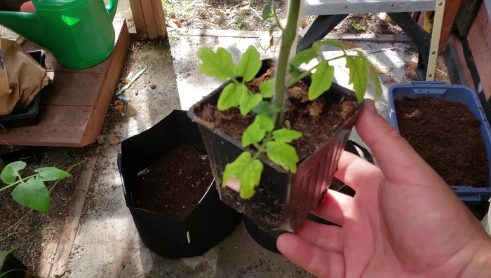 Prepare the tomato plants by stripping the bottom four or five leaf nodes to allow for deep planting.