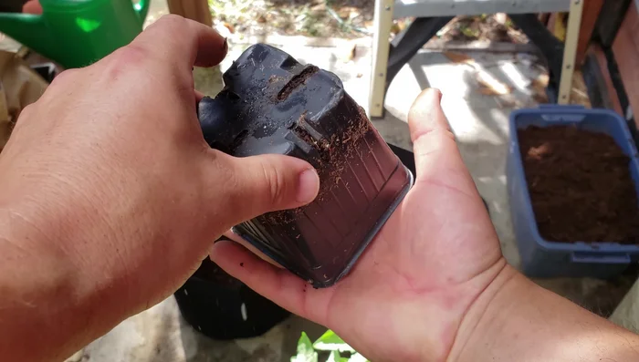 Add a little more potting mix if needed.