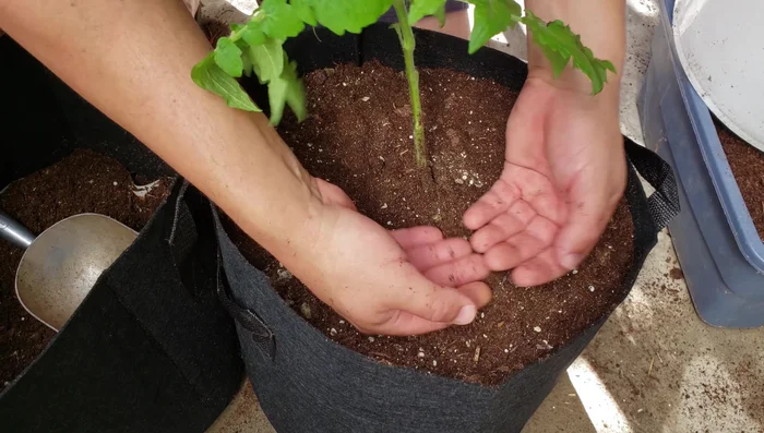 Add a little more potting mix if needed.