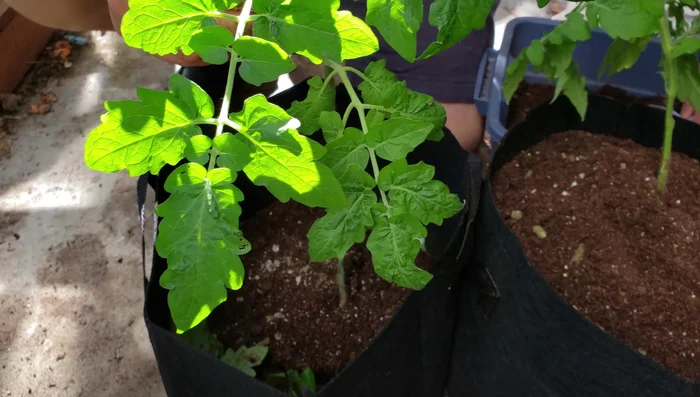 Repeat steps 2-5 for additional tomato plants.