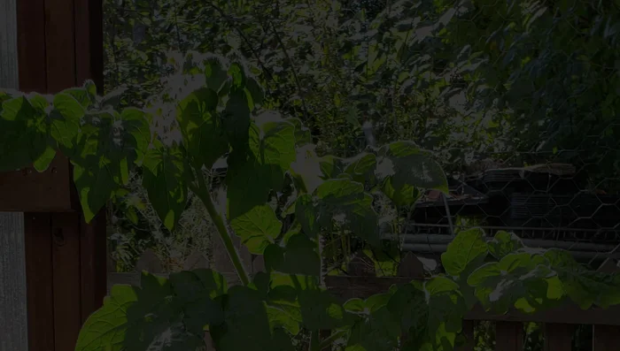 Water thoroughly by placing the entire grow bag into a tray of water for about two hours, allowing it to absorb water as needed.