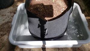 Grow Tomatoes in Fabric Grow Bags: A Step-by-Step Guide