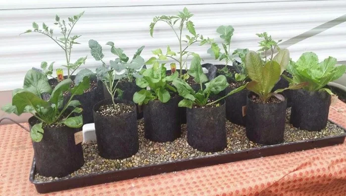 Obtain grow bags (link provided).