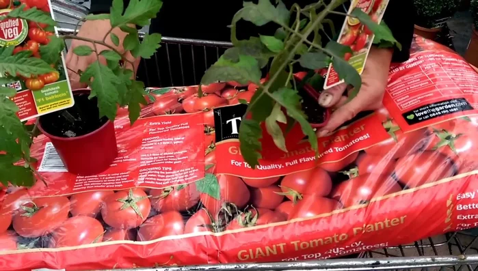 Provide support (optional): If necessary, raise the grow bag on a wooden plinth or other support to facilitate inserting a cane. Insert canes and secure them at the base to support the growing tomato plants.