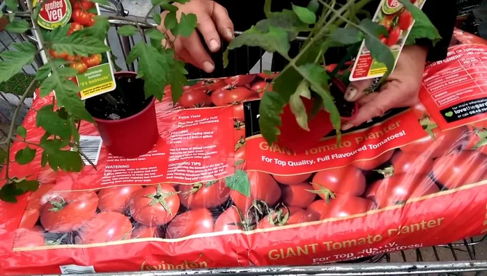 Water the plants: Water the newly planted tomatoes thoroughly, even if it’s a wet day.