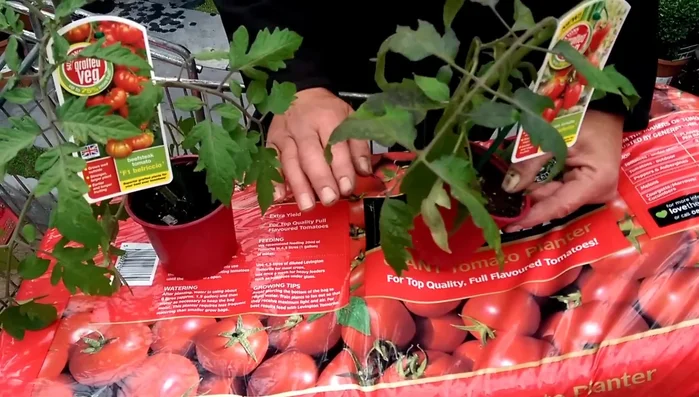 Feed the plants (optional): After a couple of weeks, begin feeding your tomato plants. Use a tomato-specific fertilizer like Tomorite or a slow-release granular feed. This will provide consistent nutrients without frequent applications.