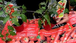 Grow Juicy Tomatoes in Grow Bags: The Easiest Way to Homegrown Goodness