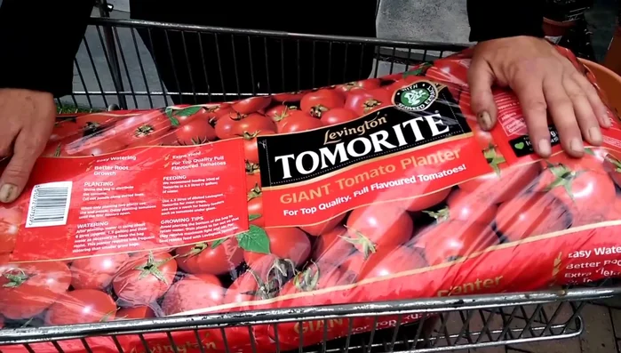 Plant the tomatoes: Cut out the pre-marked squares on the grow bag. Plant the tomato seedlings at the same depth as the soil level, compressing the soil slightly if necessary. Plant three tomato plants, one in each square.