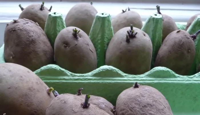 Prepare seed potatoes: 'chitting' (sprouting) them in a cool, bright place for a few weeks speeds up growth. 