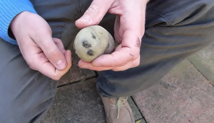 Cover potatoes with another 4-6 inches (10-15 cm) of soil and water well.