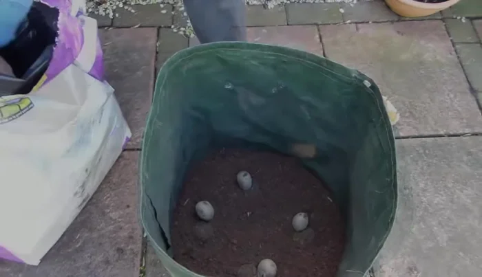 Cover potatoes with another 4-6 inches (10-15 cm) of soil and water well.