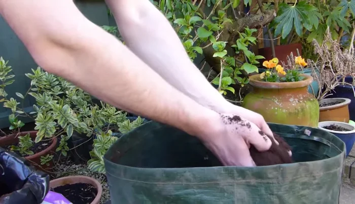 'Earth up' as the shoots grow: add more soil each time the shoots reach 4 inches (10 cm) high, leaving only the foliage visible.