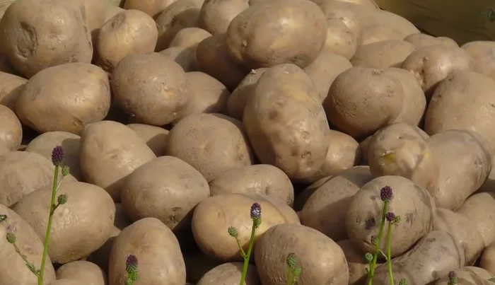 Apply liquid fertilizer twice during the growth cycle (optional).