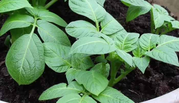 Apply liquid fertilizer twice during the growth cycle (optional).